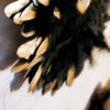 Juju Hat Jaguar – Image 2