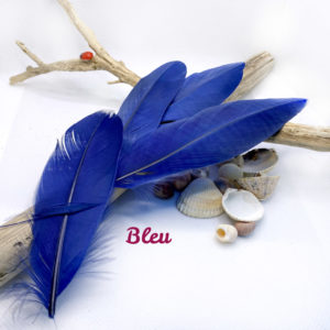 plumes_bleues_txt