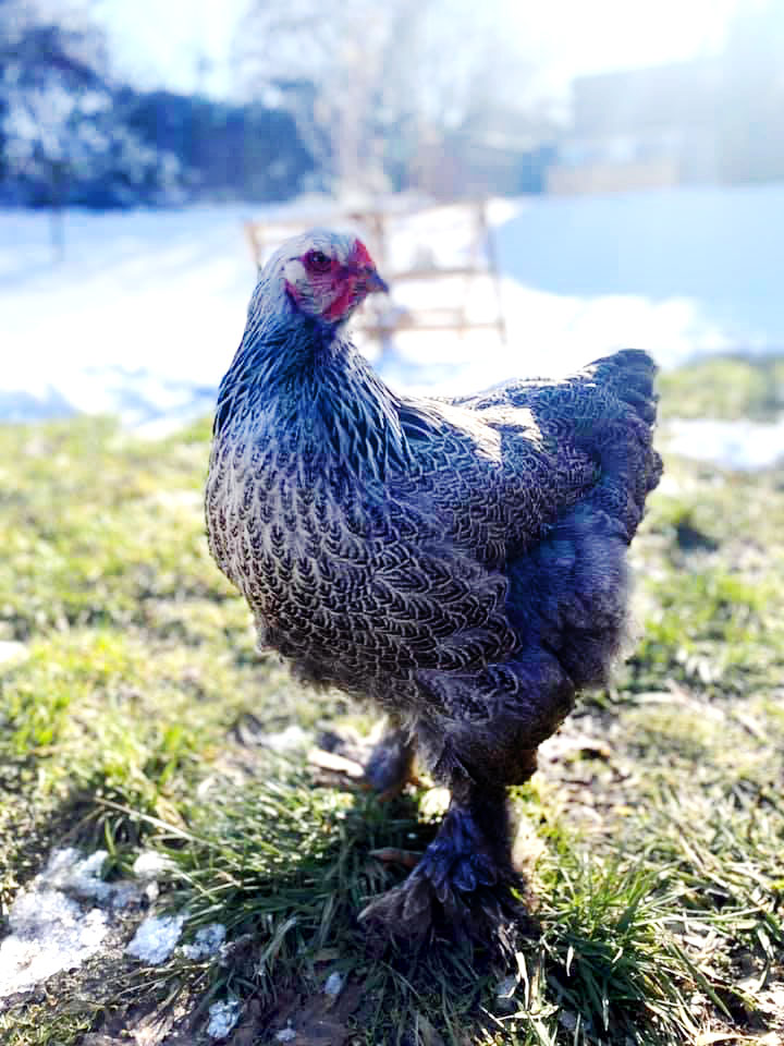 plume maïté