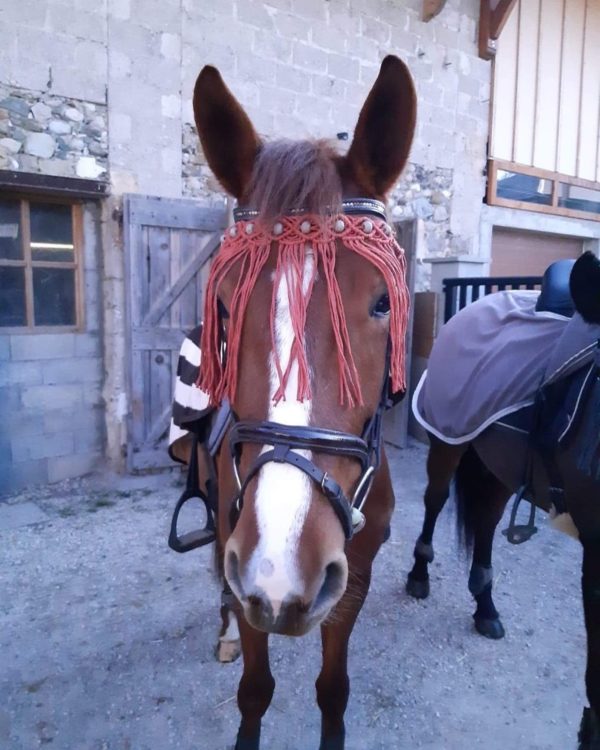 chasse mouches équitation